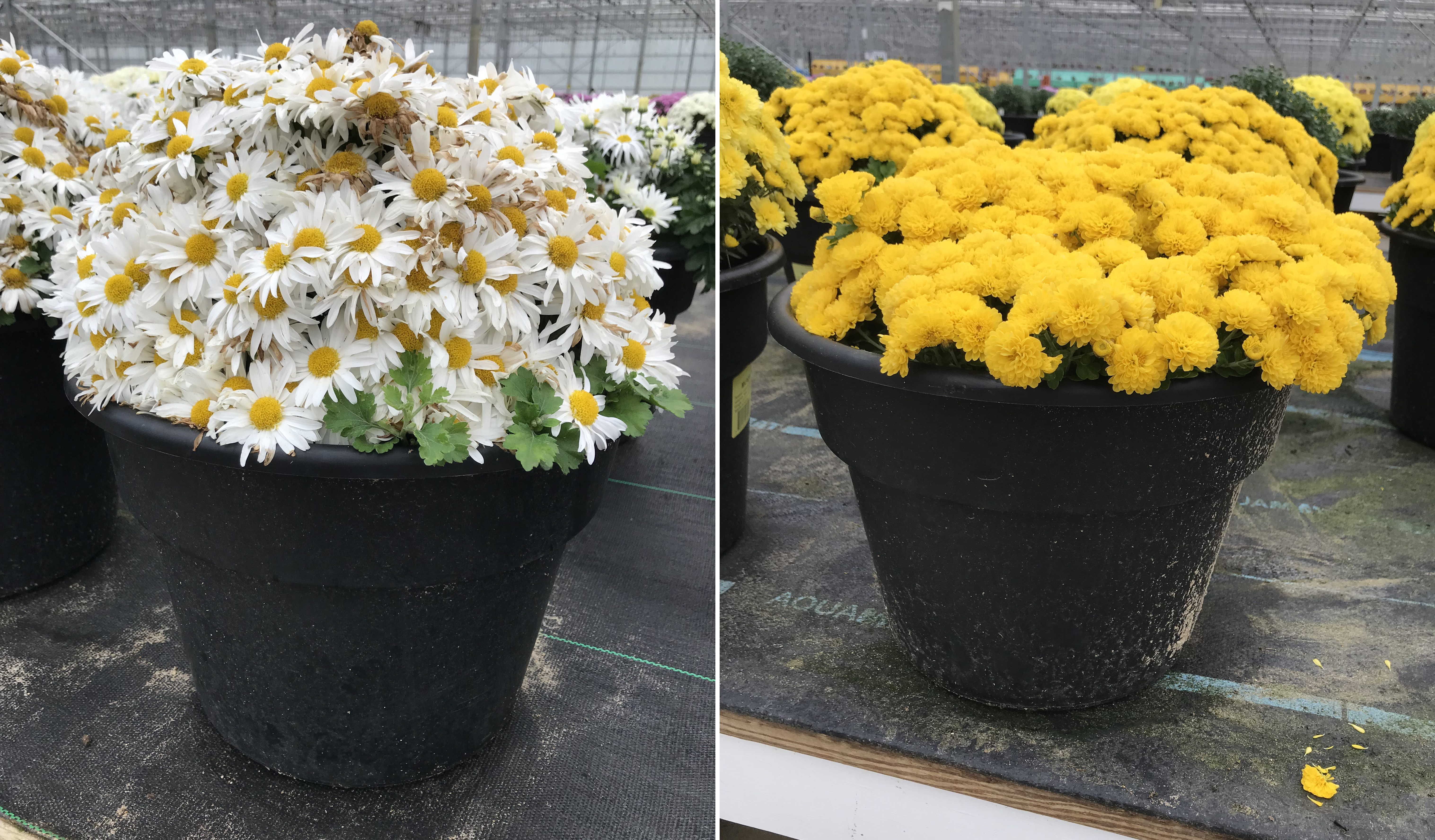 Chrysanthemums with insufficient vegetative growth before inducing into flower. 